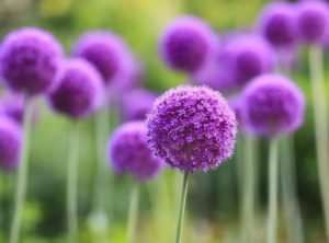 ALLIUM