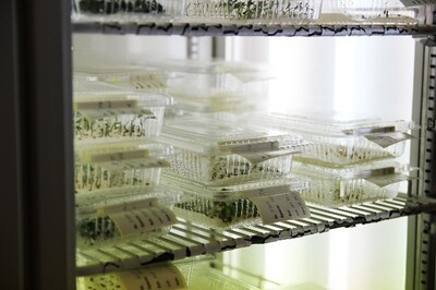 stimularea semintelor