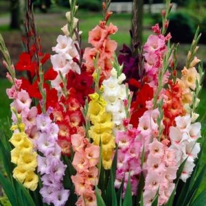 Gladiola