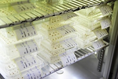 stimularea semintelor