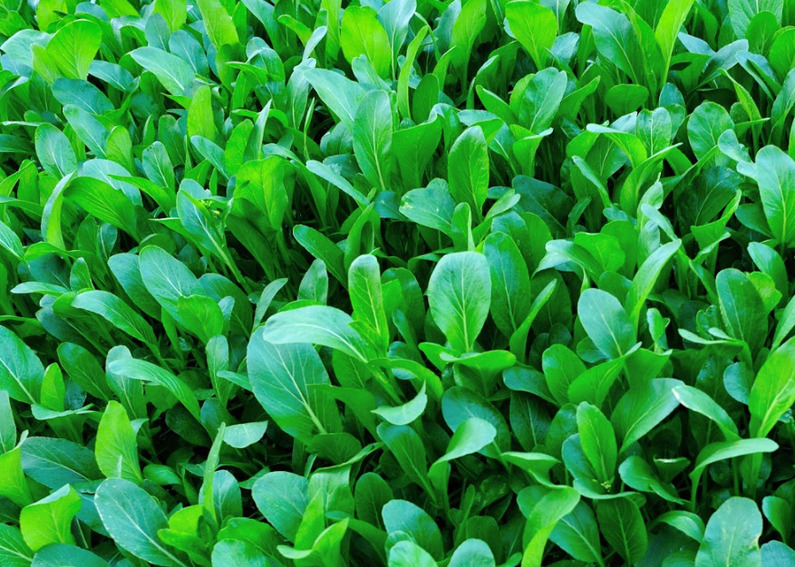 Frunzele baby pak choi Shanghai